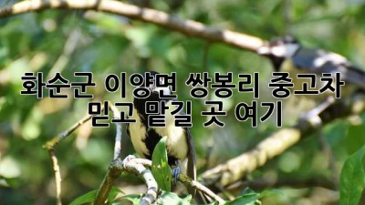 화순군 이양면 쌍봉리 중고차, 믿고 맡길 곳 여기! 🚗💨